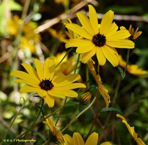 {Helianthus angustifolius}
